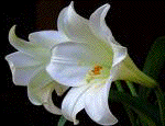 White lilies
